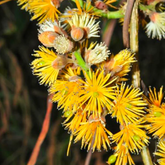 Madhubilata (Stixis Suaveolens) Fruit Plant (Home & Garden Plants)