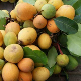 Aguh Gitan (Willughbeia Edulis) Seedling Fruit Plant (Home & Garden Plants)