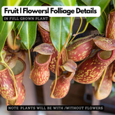 Pitcher Plant(Trumpet Pitcher)Live Plant (Home & Garden)