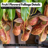 Pitcher Plant(Trumpet Pitcher)Live Plant (Home & Garden)