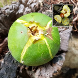 Pouteria macrocarpa Seedling Fruit Plant (Home & Garden Plants)