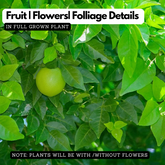 Koovalam(Aegle marmelos) Live Medicinal Plant (Home & Garden)