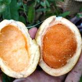 Pitabu Fruit (Willughbeia Angustifolia) Seedling Fruit Plant (Home & Garden Plants)