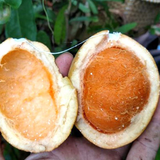 Pitabu Fruit (Willughbeia Angustifolia) Seedling Fruit Plant (Home & Garden Plants)