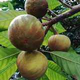 Ross Sapote (Pouteria SP) Seedling Fruit Plant (Home & Garden Plants)
