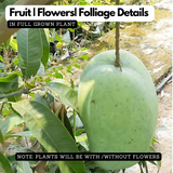 4KG Mango Plant(Mangifera indica)Fruit Live Plant (Home & Garden)