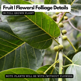 Kallal (Ficus Delhousie) Live Plant(Home & Garden)