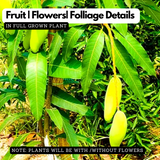 Banana Mango(Mangifera indica)Fruit Live Plant (Home & Garden)