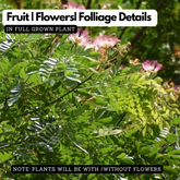 Rain tree /  / Albizzia saman / (Avenue Tree)  Live Plant (Home & Garden)