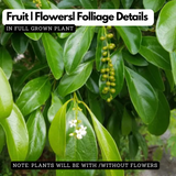 Fiddlewood Tree | Brindhavan Champa (Avenue tree) Live Plant (Home & Garden)