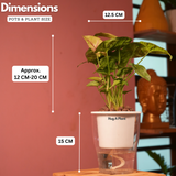 Syngonium Lemon - Live Plant (With 5 Inch Self-Watering Pot & Plant)