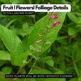 Murila (Pseudarthria viscida) Live Medicinal Plant (Home & Garden)