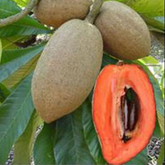 Mamey Sapote Magana (Pouteria Sapota) Seedling Fruit Plant (Home & Garden Plants)