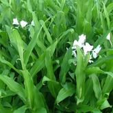 White Ginger Lily / Kalyana Sougandhikam (Hedychium coronarium) Live Plant (Home & Garden)