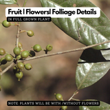 Birth Star : Jyeshta|Ketta|Thrikketta|Kettai (Plant: Vetti-Aporosa Lindleyana|Calamus Rotang|Calamus Wightii) (H&G)