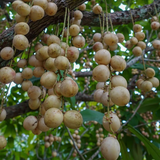 Longan White Fruit / Dragon's Eye (Dimocarpus longan)White Fruit Live Plant (Home & Garden)