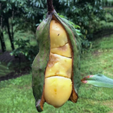 Kola Nut Fruit (Cola Acuminata) Seedling Fruit Plant (Home & Garden Plants)