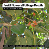 Peral / Banyan Tree (Ficus Benghalensis) Live plant (Home & Garden)