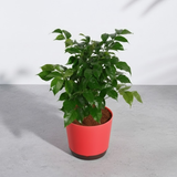 China Baby Doll Plant (Radermachera sinica) – Live Indoor Air-Purifying Plant in 18 cm Krish Self-Watering Pot | Low-Maintenance, Ornamental Houseplant for Home & Garden (Pot Colour Mary Depending On Availability)