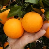 All Time vietnam Malta Orange (BAU 3 malta) Grafted Fruit Plant (Home & Garden Plants)