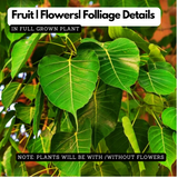 Peepal Tree(Ficus Religiosa)Live Plant (Home & Garden)