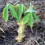 Tapioca Stem Cuttings Live Plant (Home & Garden)