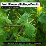 KandakaraliChunda (Solanum virginianum) Live Medicinal Plant (Home & Garden)