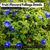 Vishnu kranthi(Dwarf Morning-glory)Live Plant (Home & Garden)