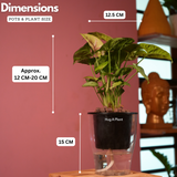 Syngonium Lemon - Live Plant (With 5 Inch Self-Watering Pot & Plant)