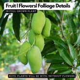 Kilichundan Mango(Mangifera indica) Fruit Live Plant (Home & Garden)