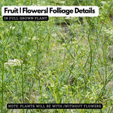 Ayamodakam (Trachyspermum ammi) Live Plant(Home & Garden)