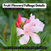 Birth Star : Phalguni|Uthram|Uttara|Uthiram|Uttara PhalgunŽ® (Plant: Arali-Ficus Tinctoria|Nerium Indicum|Ficus Arnottiana)(Home & Garden)