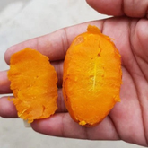 Olosapo (Couepia Polyandra) Seedling Fruit Plant (Home & Garden Plants)