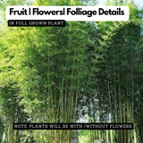 Multiplex Bamboo(Bambusa multiplex)Live Plant (Home & Garden)