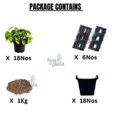 Biowall Vertical Garden With Plants (Money Plant Green) For Home & Garden