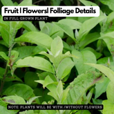 Bhootham Kolli (Blumea balsamifera) Live Medicinal Plant (Home & Garden)