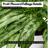 Aglaonema Cutlass Plant (Chinese Evergreen)Live Plant (Home & Garden)