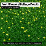 Nayuruvi (Tribulus terrestris) Live Medicinal Plant (Home & Garden)