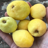 Ubajai Fruit (Eugenia Myrcianthes) Seedling Fruit Plant (Home & Garden Plants)