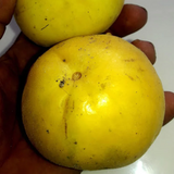 Sundrop Fruit (Eugenia Victoriana) Seedling Fruit Plant (Home & Garden Plants)