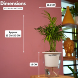 Chamaedorea Palm (Chamaedorea seifrizii) - Live Plant (With 5 Inch Self-Watering Pot & Plant)