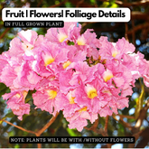 Tabebuia rosea|Tabebuia rosea(Avenue Tree) Live Plant (Home & Garden)