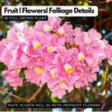 Tabebuia rosea|Tabebuia rosea(Avenue Tree) Live Plant (Home & Garden)