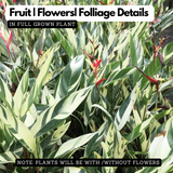 Heliconia / Varigated(Genus Heliconia) Flowering/Ornamental Live Plant (Home n& Garden)