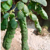 Seetharmudi / Arbudhanashini Live Plant (Home & Garden)