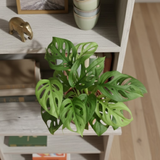 Philodendron Broken Heart | Monstera Adansonii Live Houseplant | Low-Maintenance Indoor Plant (Pot Colour May Vary)