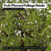 Birth Star : Mrigashirsha|Makayiram (Plant: Karingali|-Acacia Catechu|Diospyros Ebenum) (H&G)