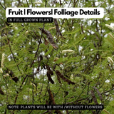 Birth Star : Mrigashirsha|Makayiram (Plant: Karingali|-Acacia Catechu|Diospyros Ebenum) (H&G)