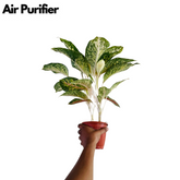 Aglaonema Hybrid Peacock- Live Plant (Home & Garden)