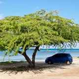 Divi-Divi plant (Libidibia coriaria) Flowering/Ornamental Live Plant (Home & Garden)